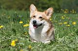 CORGI PEMBROKE 627